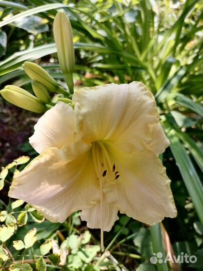 Лилейники, Флоксы