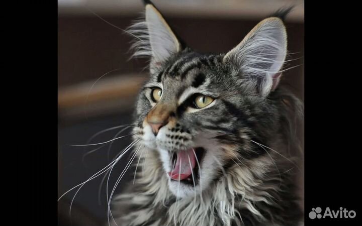 Мейн-кун котята