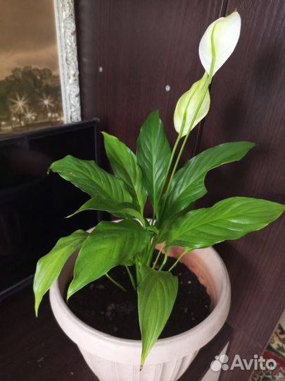 Спатифиллум