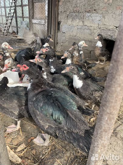 Мускусные утки