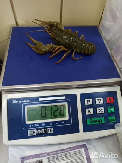 Раки68тамбов68