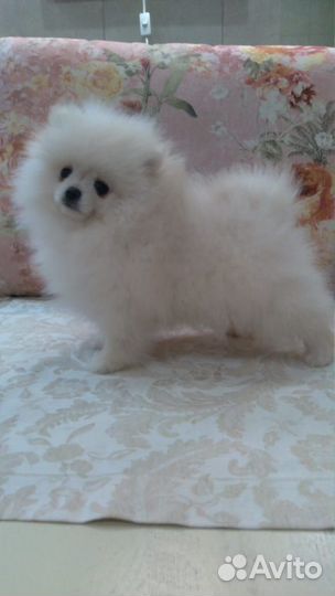 Шпиц девочка