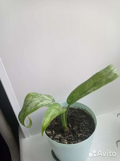 Аглаонема мария