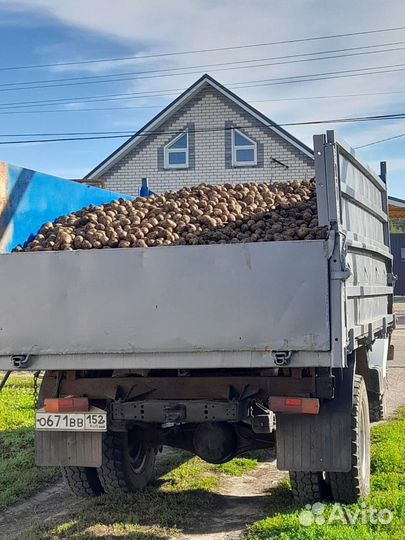 Картофель на корм скоту