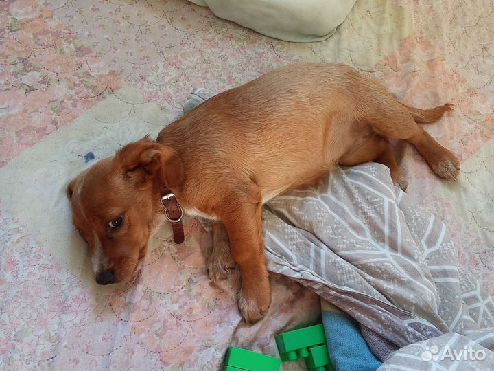 Маленькая собака