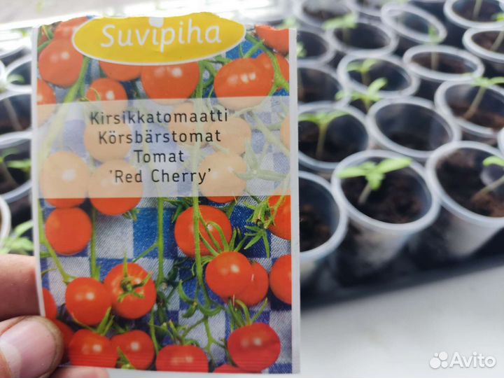 Рассада помидор chery