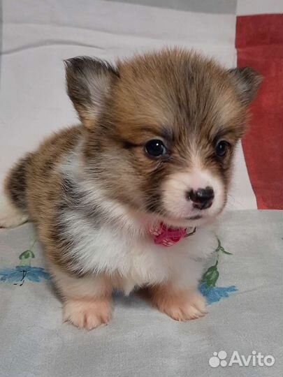 Вельш-корги пемброк