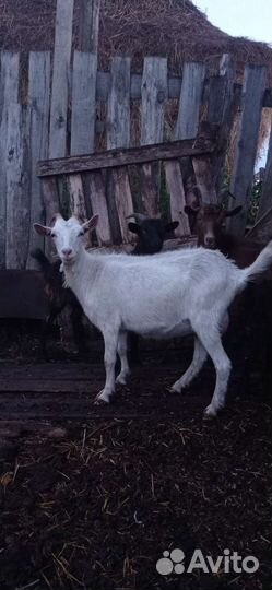 Коза дойная