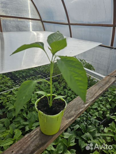 Рассада перца,баклажан,помидор