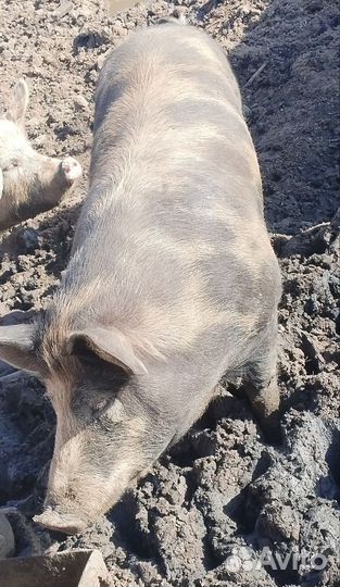 Хряк на племя