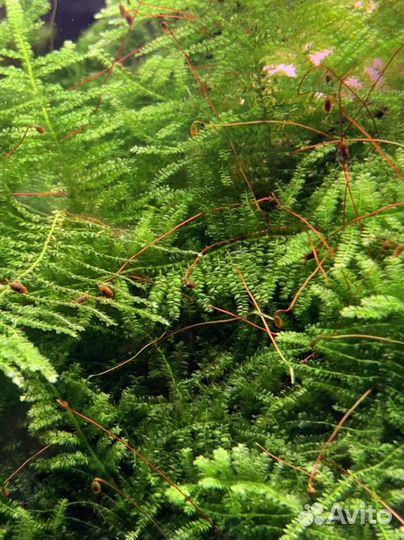 Аквариумные мхи