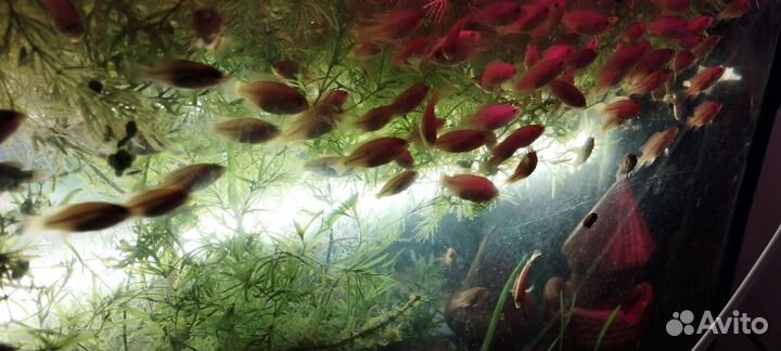 Аквариумные рыбки хромис красавец