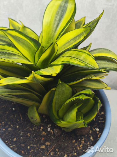 Ханни Сильвер Фрост