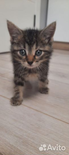Милый котёнок