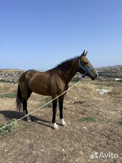 Ахалтекинец