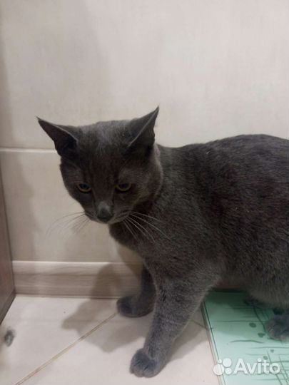 Британский кот