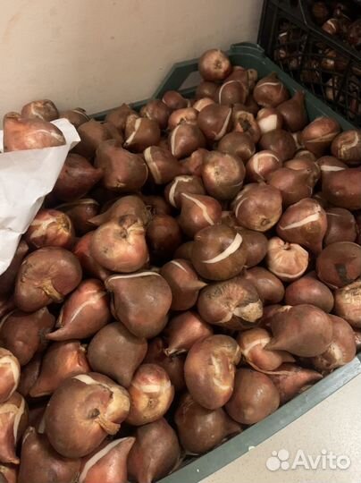 Луковицы тюльпанов