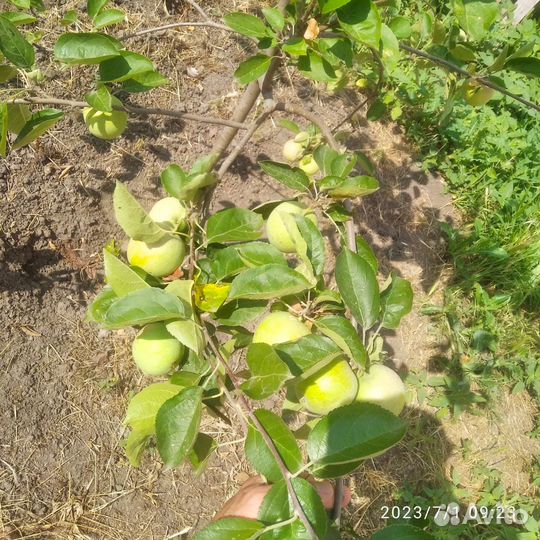 Саженцы яблони 