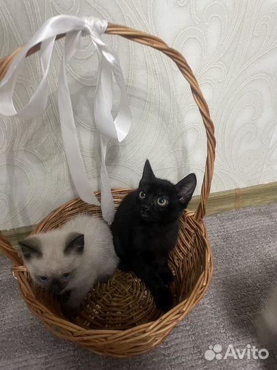 Сиамские котята в добрые руки бесплатно