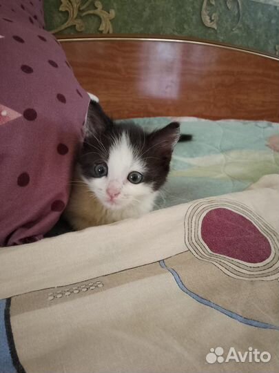 Мальчик котенок 3 месяца бесплатно