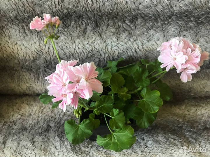 Герань пеларгония