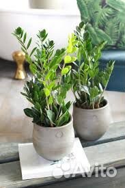 Комнатные цветы растение Замиокулькас долларовое д