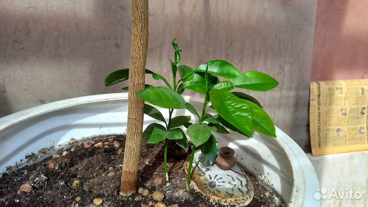 Росток помело