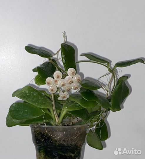 Хойи черенки, взрослые