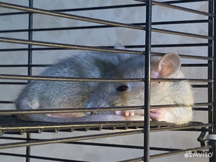 Крысята бесплатно