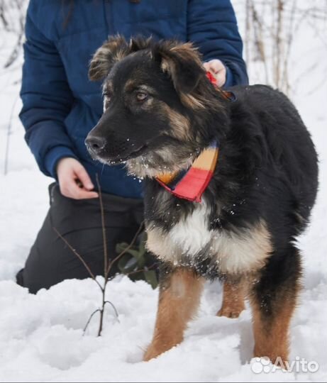 Собака подросток за решеткой без ласки