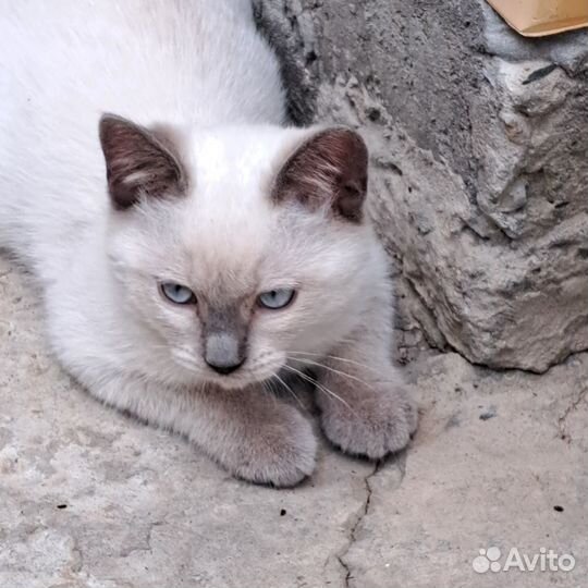 Котята в добрые руки бесплатно