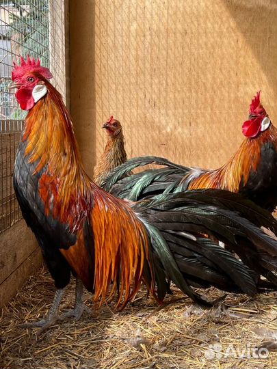 Фазаны,петухи
