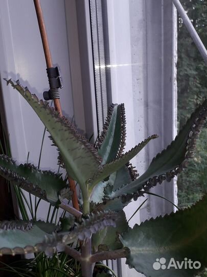 Каланхоэ лечебное