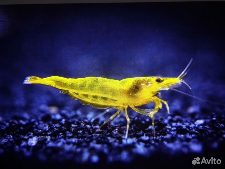 Аквариумные рыбки