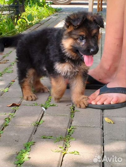 Немецкая овчарка