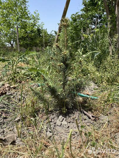 Голубая ель