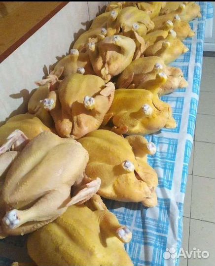 Куры Домашние Халяль