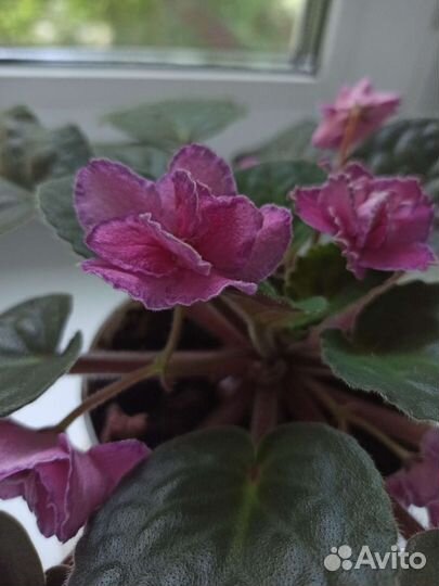 Фиалка в горшке