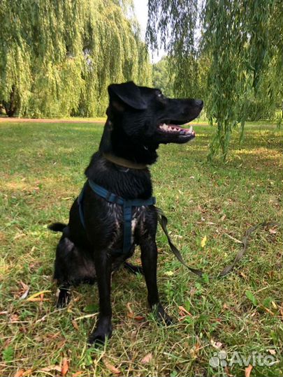 Собака в добрые руки отдам бесплатно