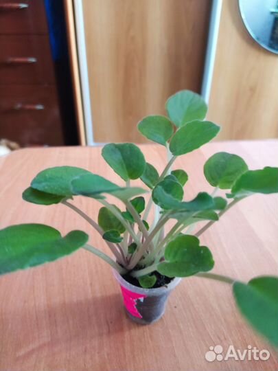 Фиалки, Гранат комнатный