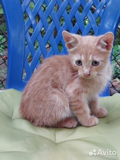 Солнечное чудо