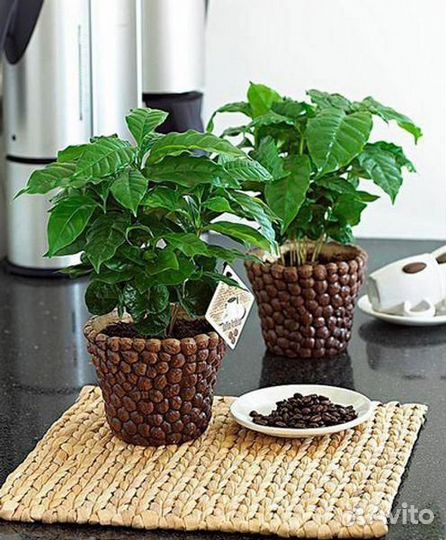 Кофе Арабика растение