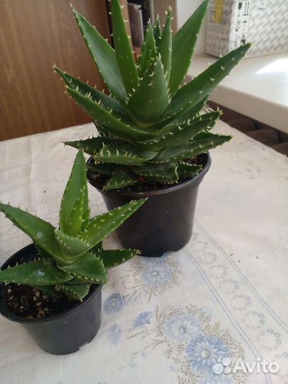 Суккуленты, крассулы, алоэ декоративные