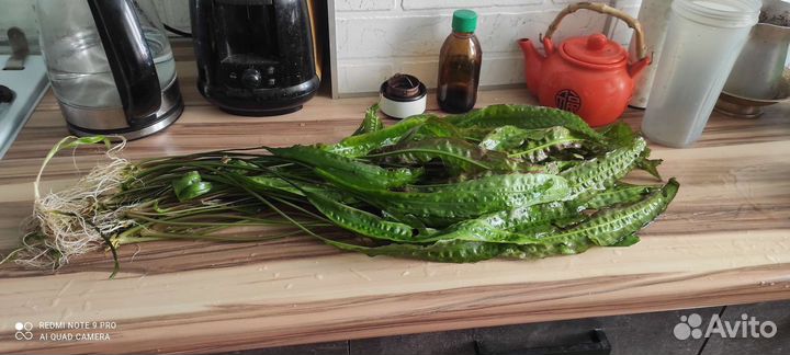 Криптокорина