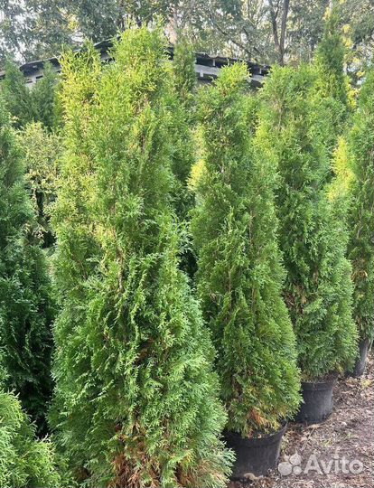 Туя Смарагд с бесплатной доставкой