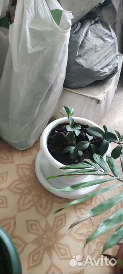 Комнатные растения