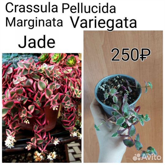 Суккуленты разные: