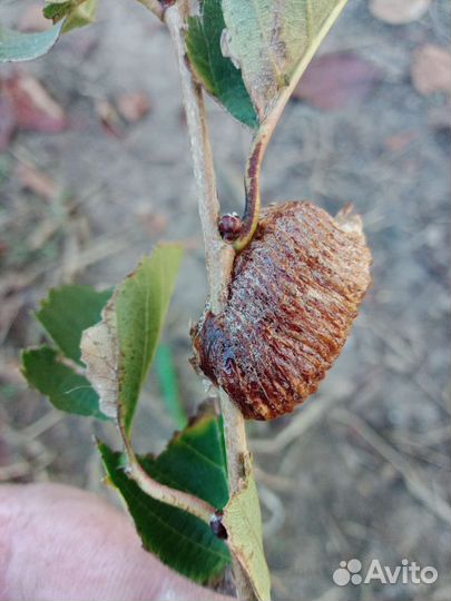 Оотека богомола