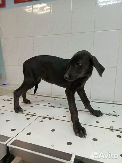 Курцхаар 3 месяца