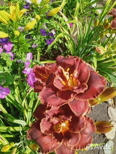 Лилейник бордовый